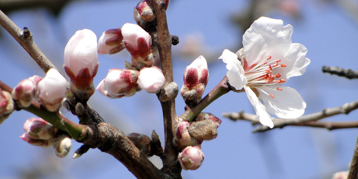 Mandorli in fiore per la "finta" primavera
